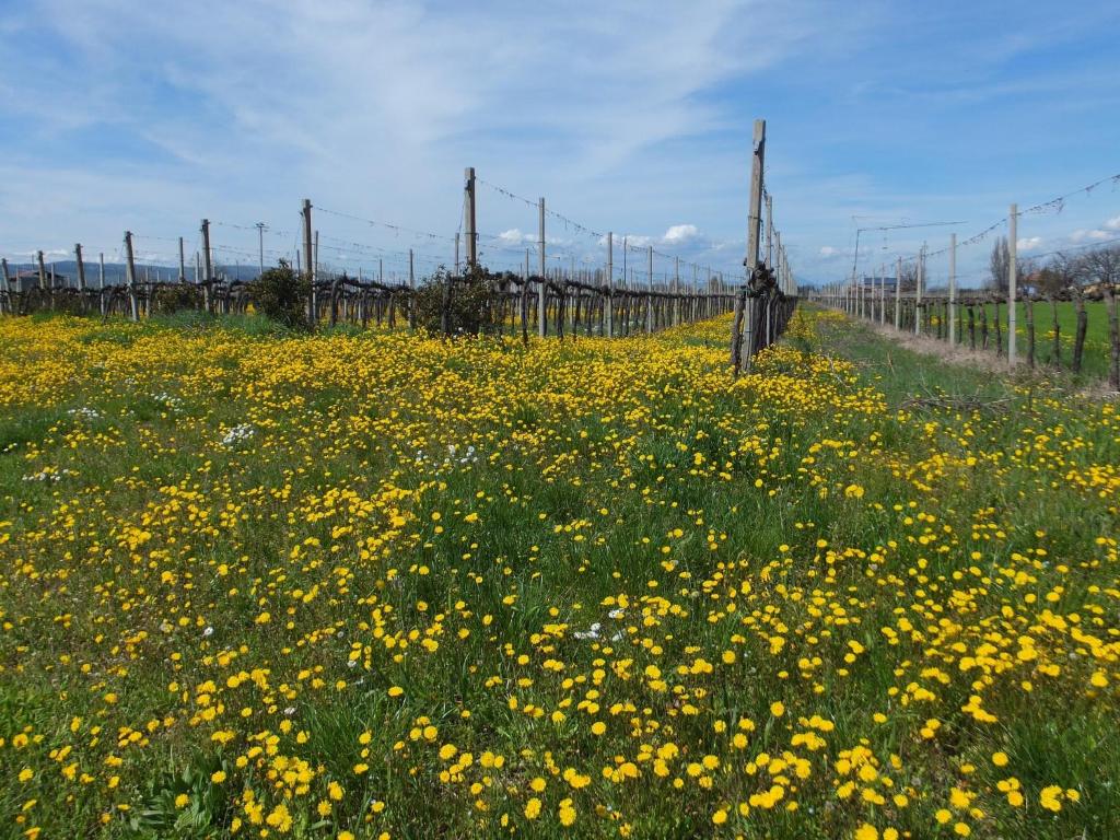 Fotografie z fotogalerie ubytování Cascina Antonini v destinaci Foligno
