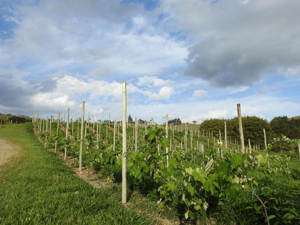  Vinícola Vale do Vinho