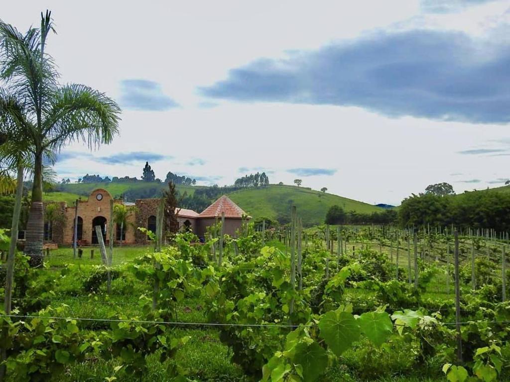  Vinícola Vale do Vinho