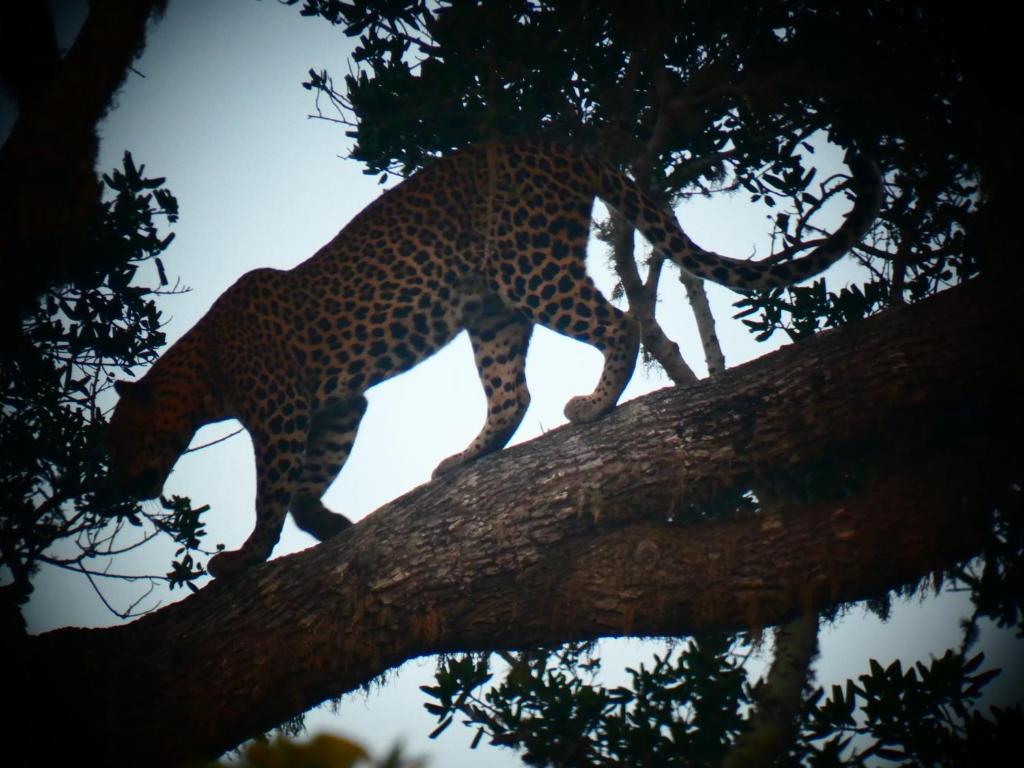 Lavender Home Yala Safari - 17