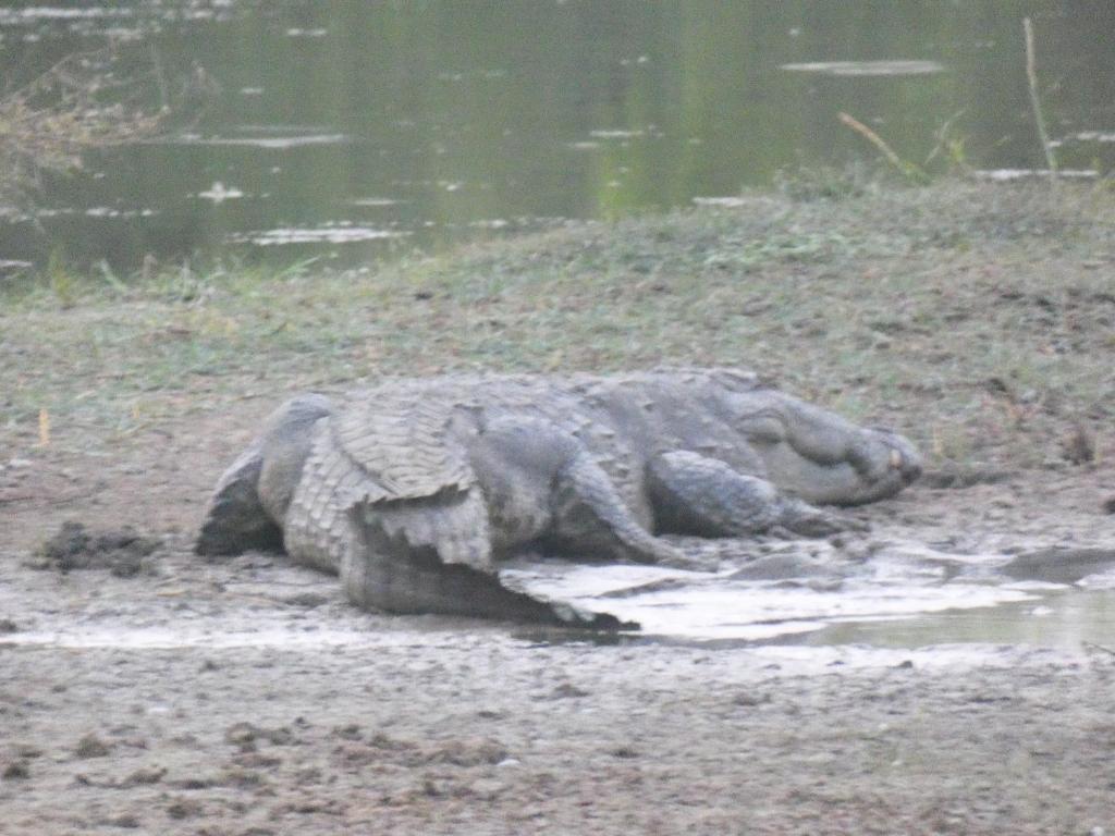 Lavender Home Yala Safari - 18