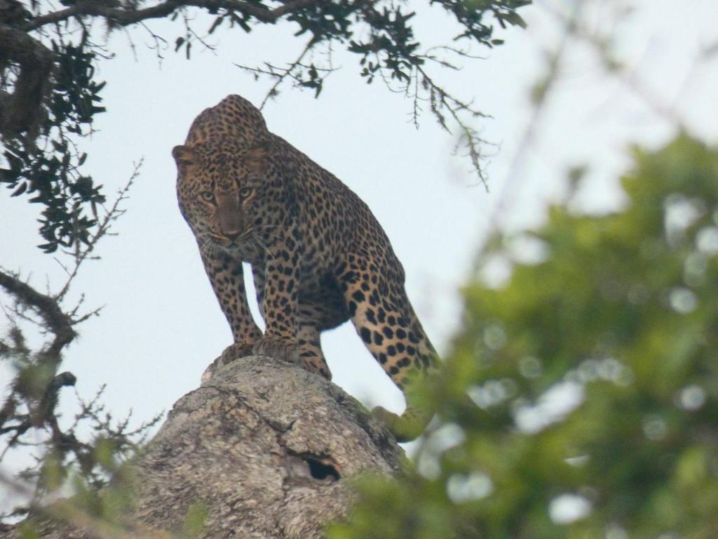 Lavender Home Yala Safari - 19