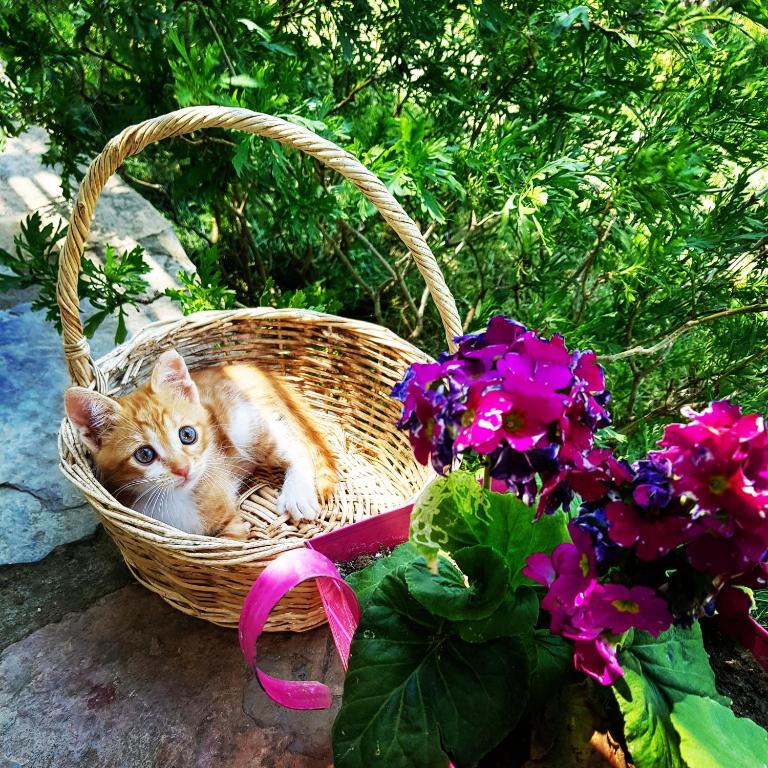 Ein Kätzchen sitzt in einem Korb neben lila Blumen in der Unterkunft Nar Bağevi in Bozcaada