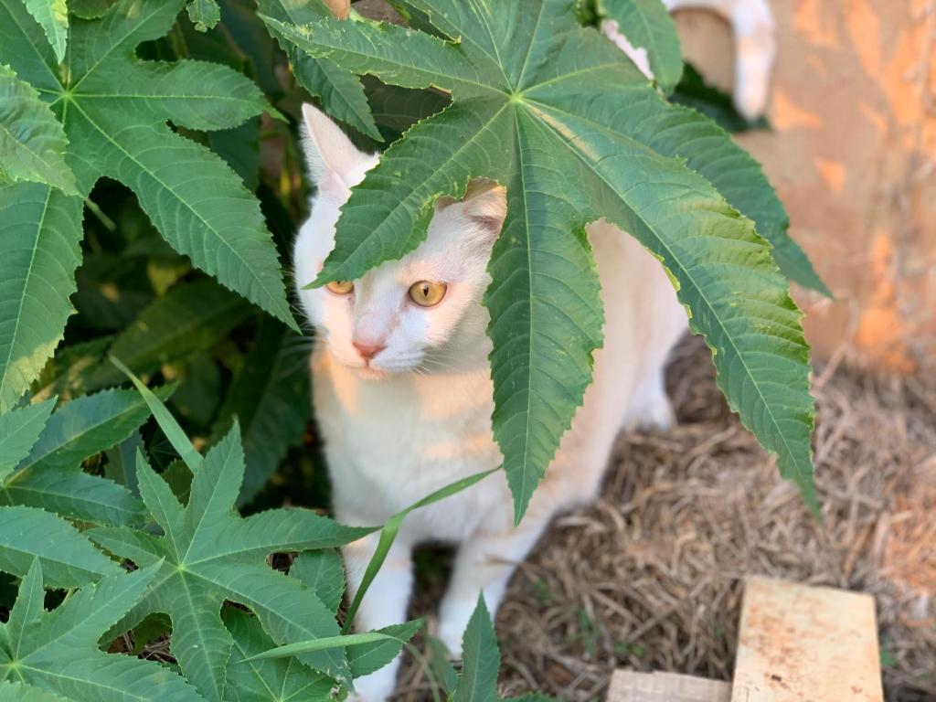 Domácí mazlíčci ubytovaní s hosty v ubytování White Cat B&B