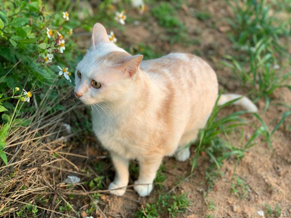Domácí mazlíčci ubytovaní s hosty v ubytování White Cat B&B