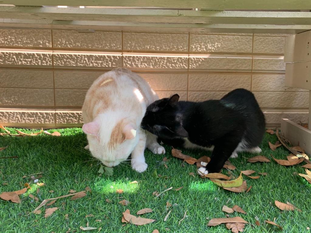 Domácí mazlíčci ubytovaní s hosty v ubytování White Cat B&B