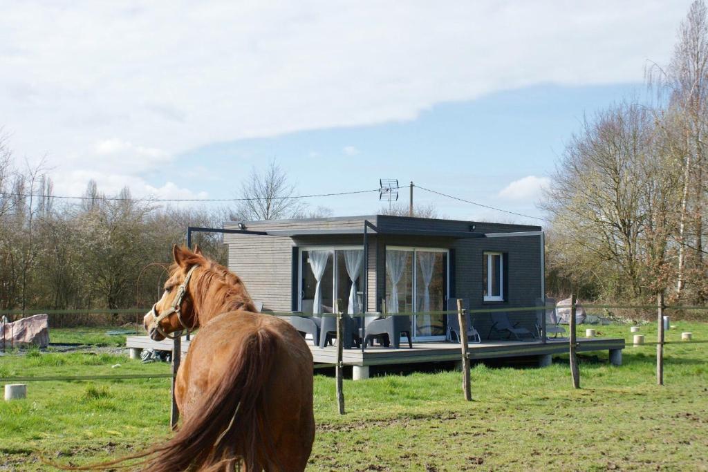 a horse standing in front of a tiny house at Cottage tout confort au milieu des chevaux in Saint-Fargeau