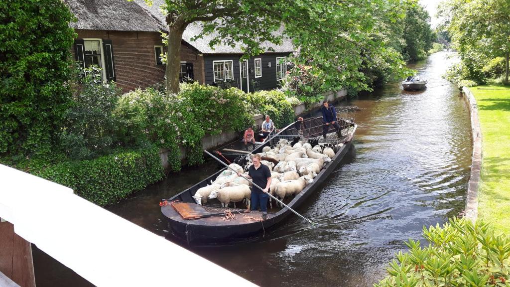 a group of sheep in a boat on a river at Farmhouse Lodge Giethoorn in Giethoorn