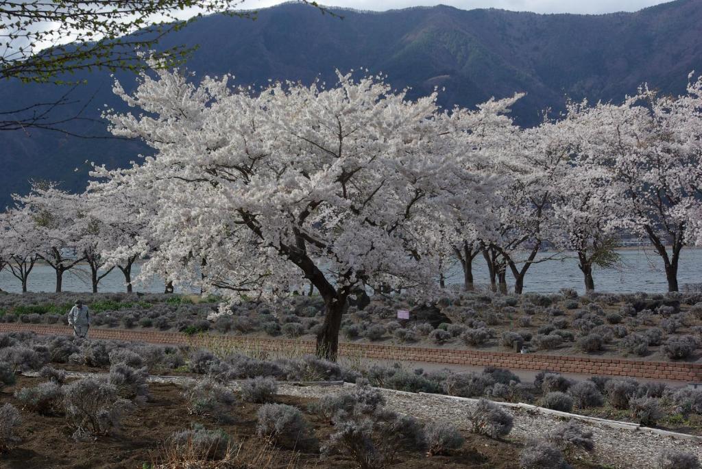 Paesaggio naturale nelle vicinanze del ryokan
