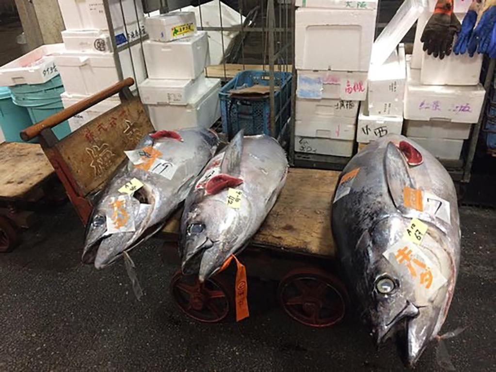 a group of three dead fish sitting on a cart at City Hotel Universal Studios Japan in Osaka