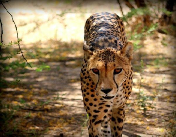 een cheeta die over een onverharde weg loopt bij Weltevreden Game Lodge in Bloemfontein