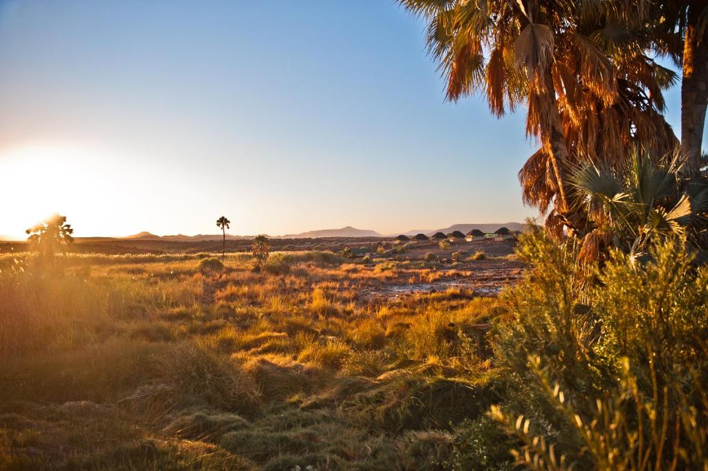 a field of grass with a palm tree and the sunset at Palmwag Campsite in Palm