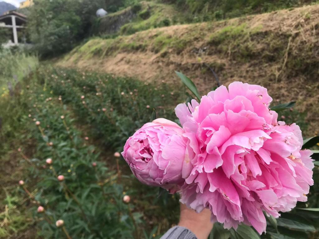 Zahrada ubytování Agriturismo SanCristoforo