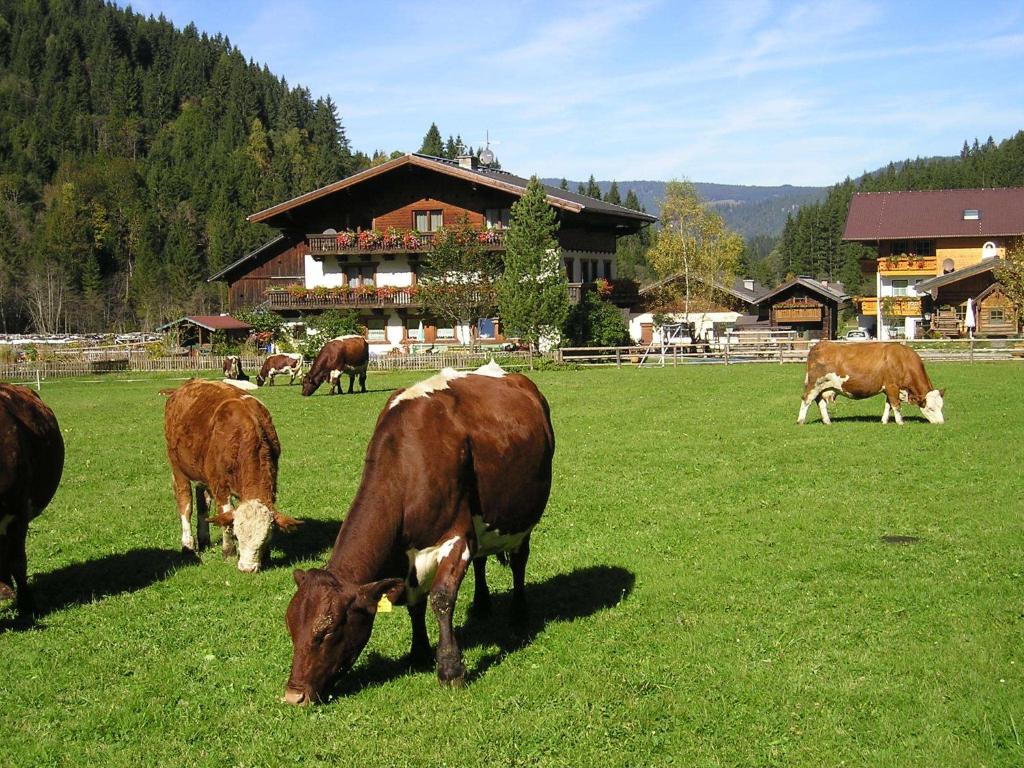 Zvieratá na farme alebo blízkom okolí
