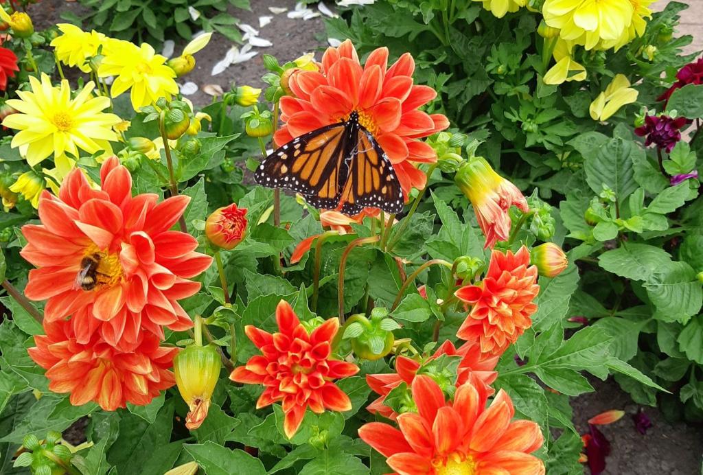 Avon City Motel - Resim 16