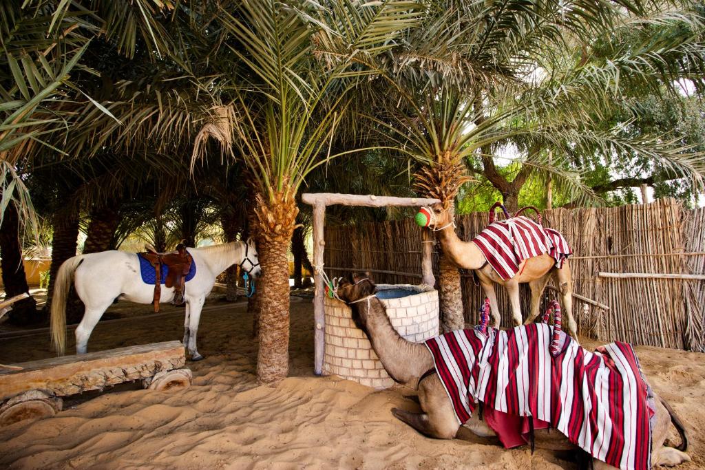 Altri animali domestici presso il resort o nei dintorni