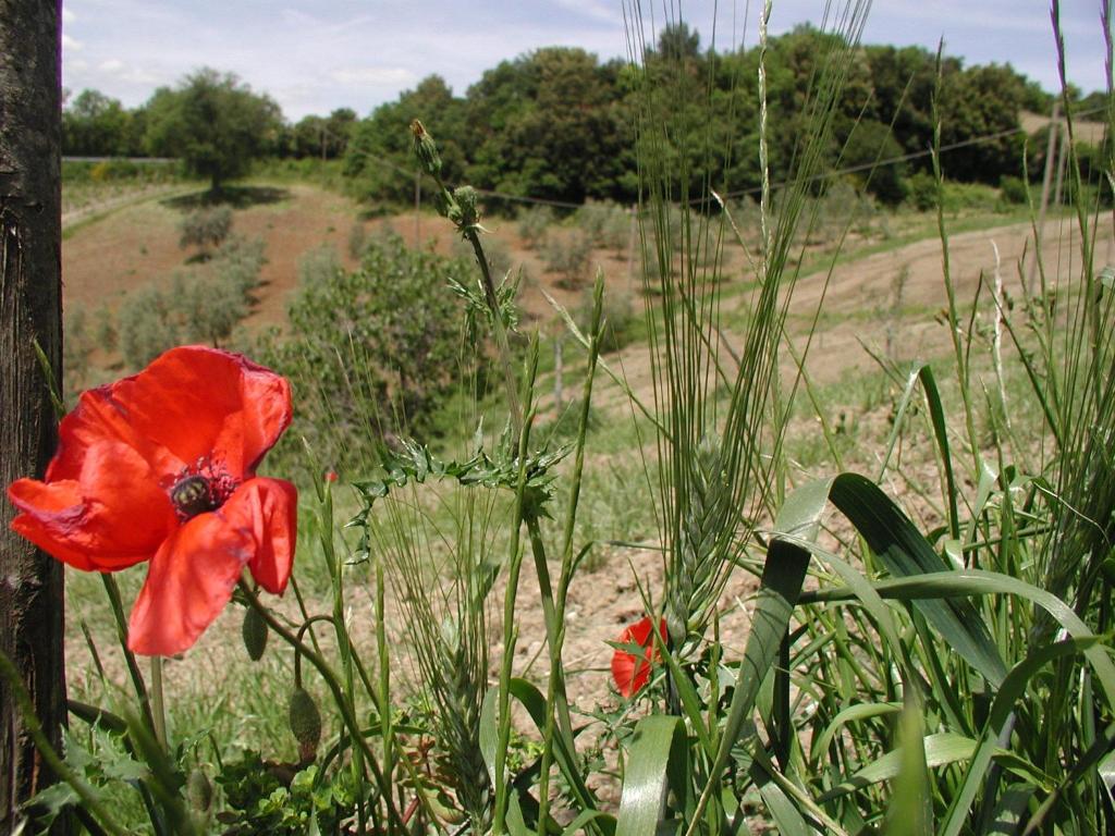 Zahrada ubytování Casa Guaitoli