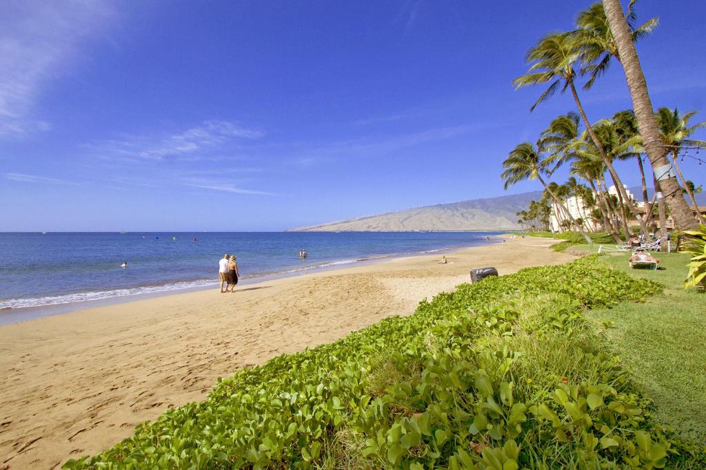 two people walking on a beach with palm trees and the ocean at Kihei Kai Oceanfront Condos in Kihei