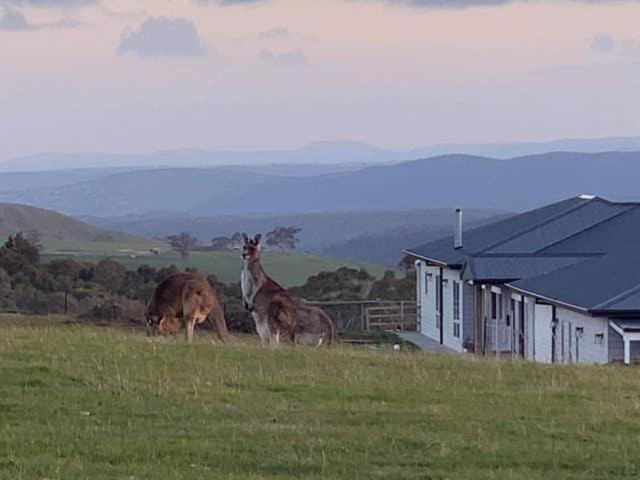 dos jirafas de pie en un campo cerca de una casa en Rooks Edge en Gisborne