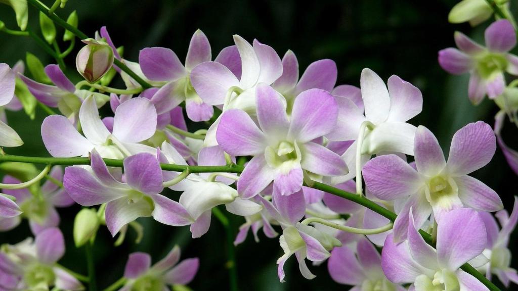 Zahrada ubytování Orchid Haven