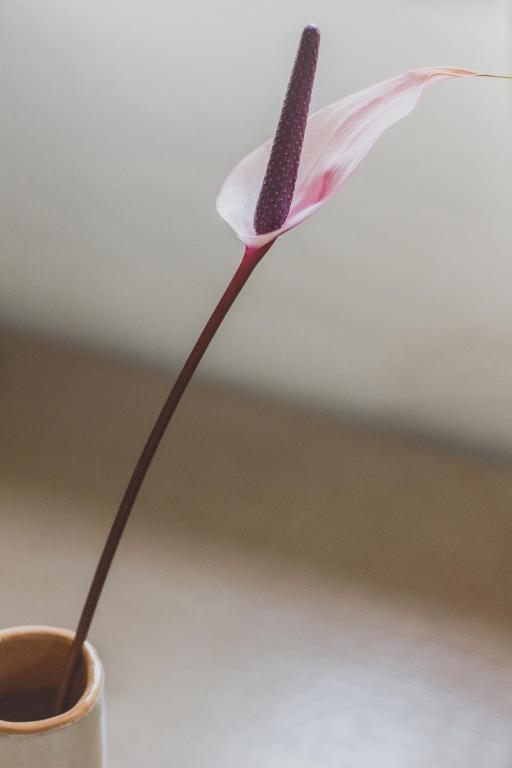 a pink flower sticking out of a cup at Hotel Aquadulci in Chia