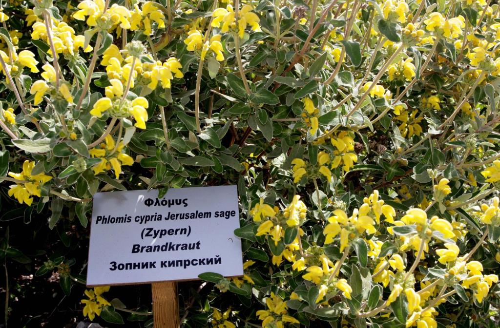 a sign in front of a bush with yellow flowers at Polis Herb Garden in Polis Chrysochous