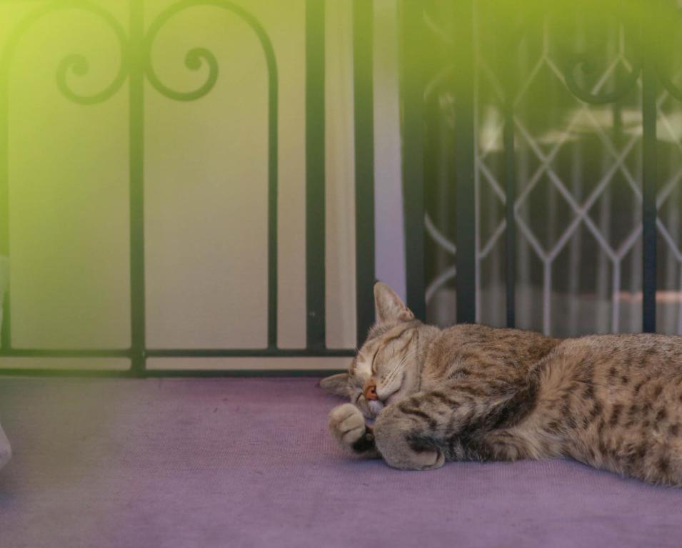 Domácí mazlíčci ubytovaní s hosty v ubytování Kibu Home