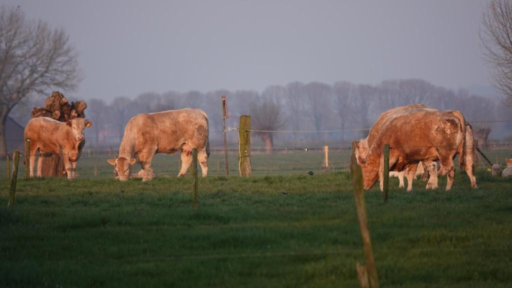 un grupo de vacas pastando en un campo en B&B Bij Bronckhorst, en Steenderen