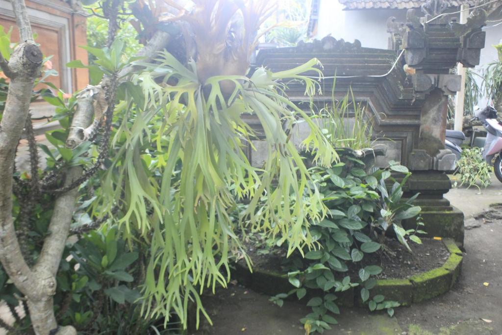 Zahrada ubytování Umah De Arlika UBUD