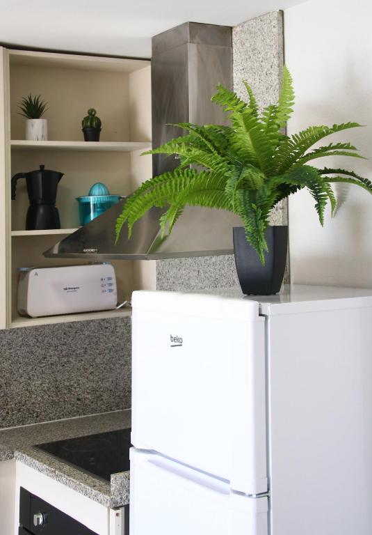 a plant sitting on top of a refrigerator in a kitchen at SeaHomes Vacations, BEACH&POOL, in Fenals Beach in Lloret de Mar