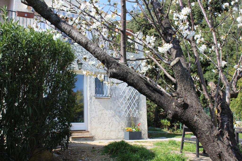 a tree with white flowers in front of a house at Rez de villa avec beau jardin et belle vue in Saint-Laurent-du-Var