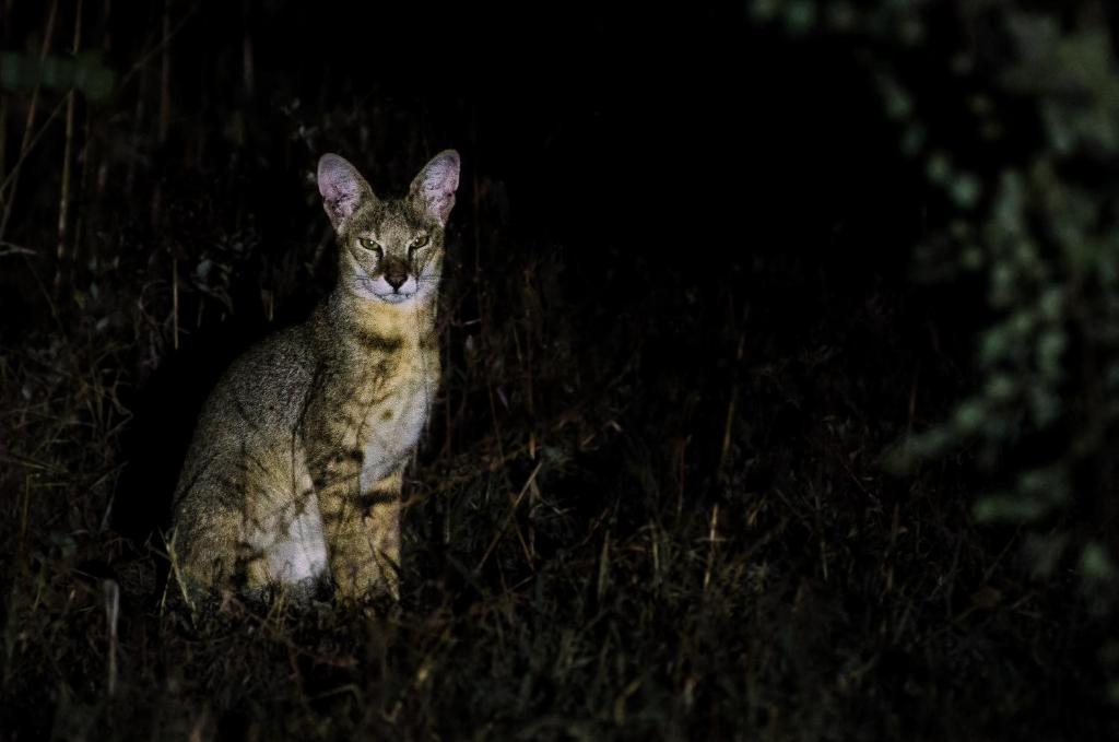 Fotografie z fotogalerie ubytování Leopard Trails Wilpattu v destinaci Wilpattu