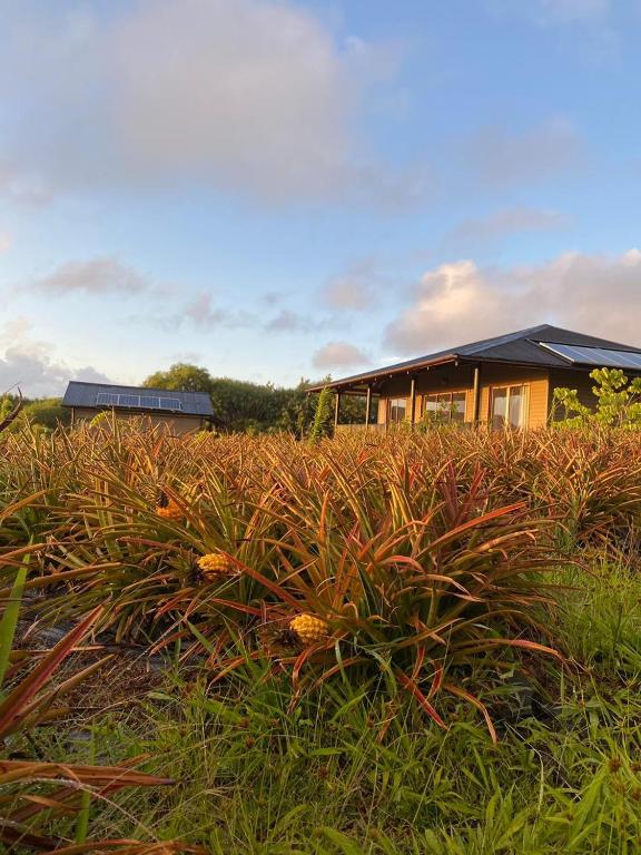 Zahrada ubytování Maunga Roa Eco Lodge
