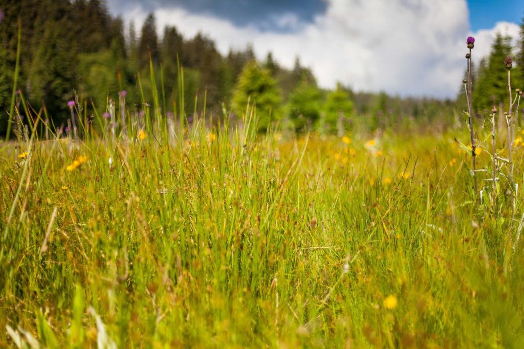 Huoneiston lähellä sijaitseva luonnonmaisema