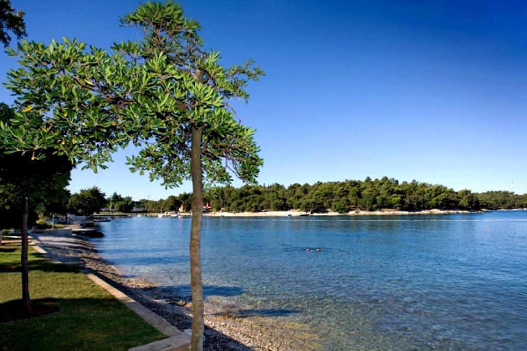 a tree on the shore of a body of water at Hotel Zorna Plava Laguna in Poreč