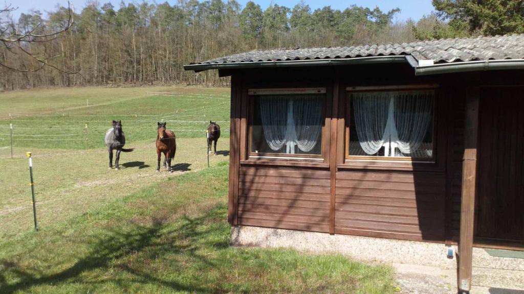 Fotografie z fotogalerie ubytování Reitstation Roßmühle v destinaci Gräfendorf