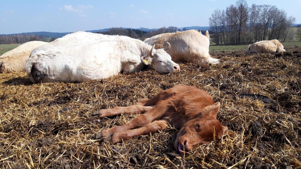 Zvířata v penzionu nebo okolí