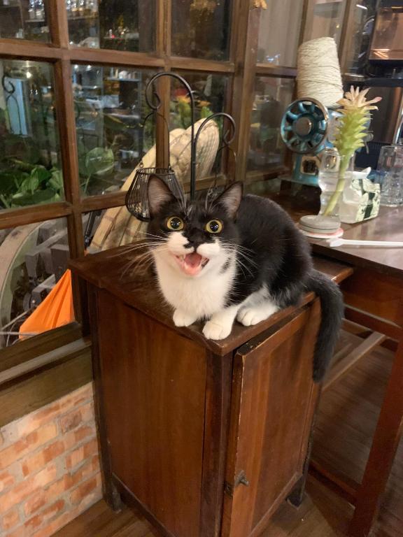 a black and white cat sitting on top of a wooden cabinet at Fangshuh B&amp;B in Fenglin