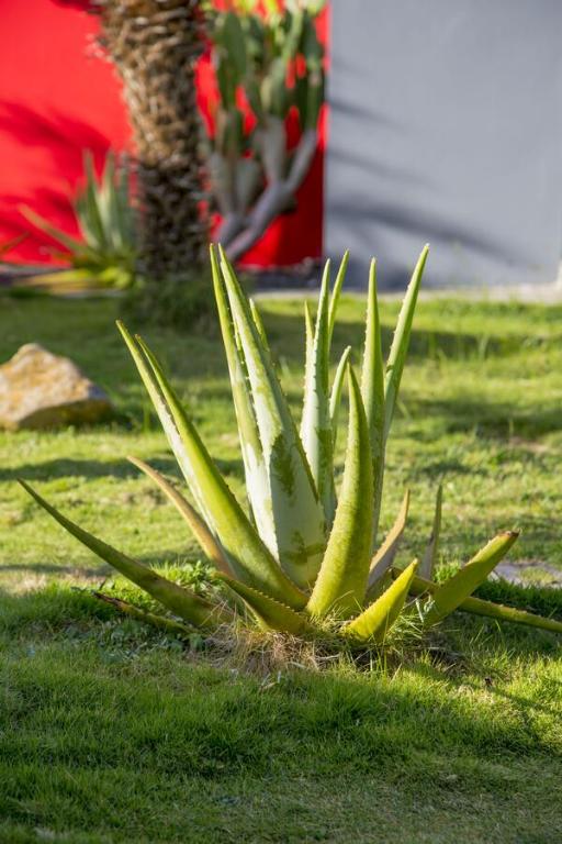 Zahrada ubytování Fleurs de canne piscines privées