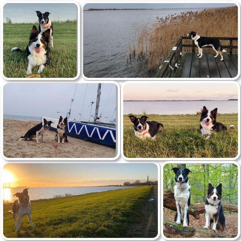 Domácí mazlíčci ubytovaní s hosty v ubytování Riverside-Lemmer