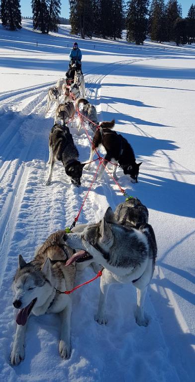 Majutusasutuse Vent_du_Nord külastajatega peatuv lemmikloom või lemmikloomad