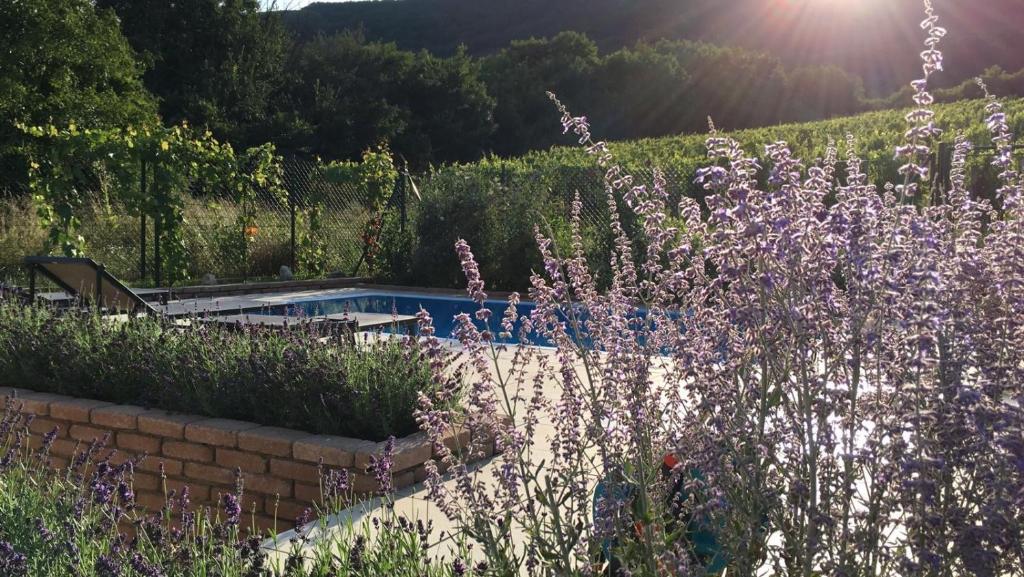 einen Garten mit Pool und lila Blumen in der Unterkunft cottage with private swimming pool in Pavlov
