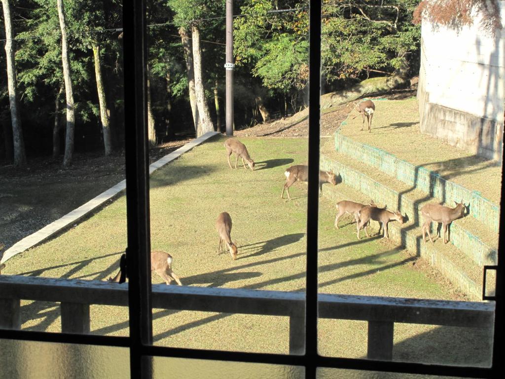 Foto dalla galleria di The Deer Park Inn a Nara