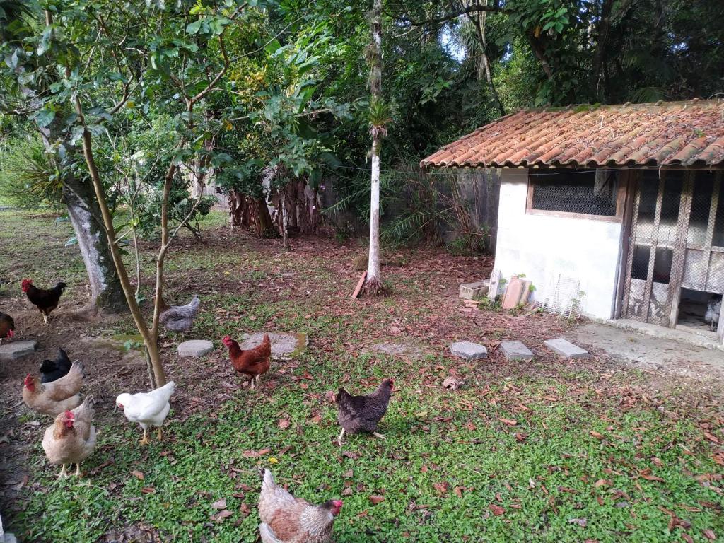  Babu´s House Bertioga