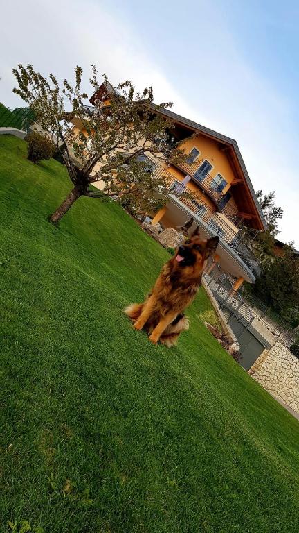 Zahrada ubytování Affittacamere Dolce Sogno