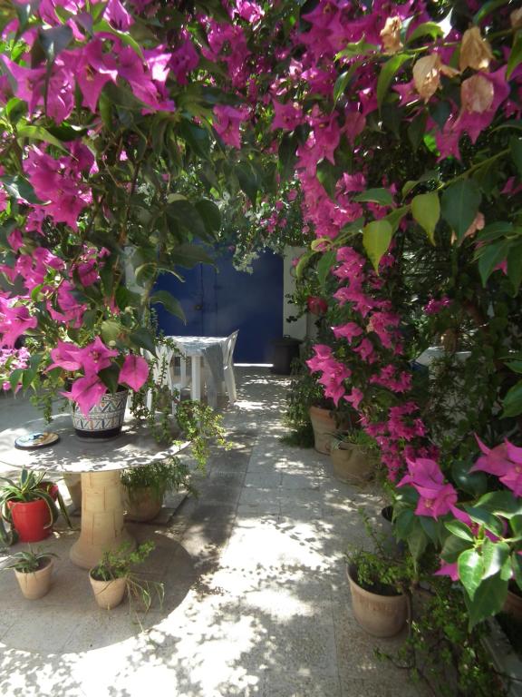 a group of flowers in pots on a pathway at The 18, Marsa Guest House in La Marsa
