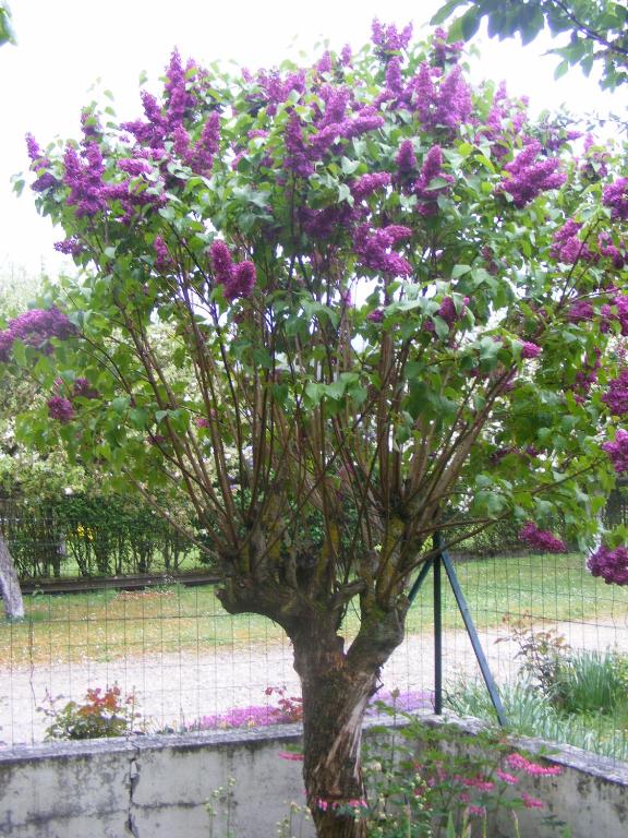 a tree with purple flowers on it in a garden at Chalet dans village in Saint-Maurice-en-Trièves