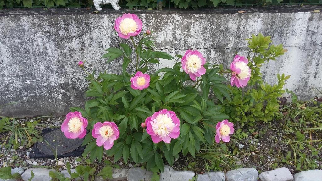 a bunch of pink flowers in front of a wall at Chalet dans village in Saint-Maurice-en-Trièves