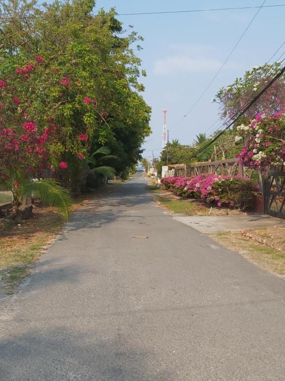 an empty road with pink flowers and trees at Sweet Dreams in San Carlos