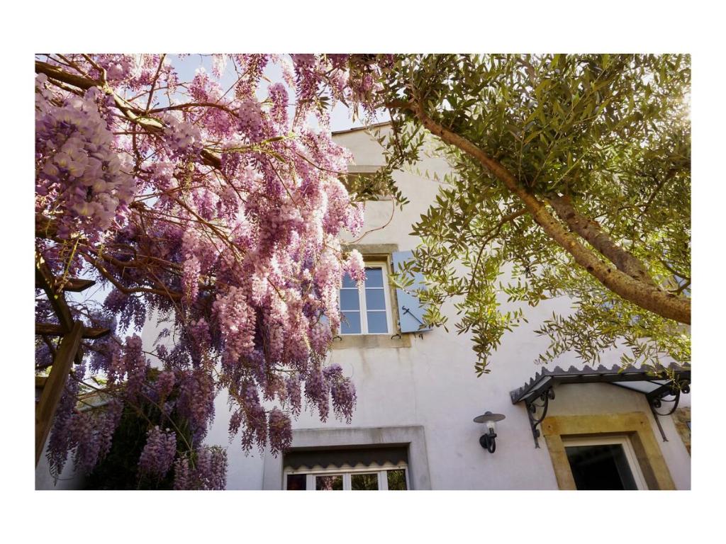 a tree with pink flowers in front of a building at La Bastide Saint Etienne in Cournanel